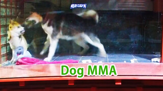 เมื่อคืนในบ้านสุนัขได้เกิดการแข่งขัน MMA ขึ้น 