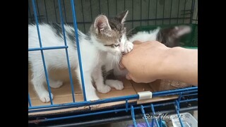 3 Potato Kittens With Round Ginger Cat,Very Nice Life For Tuxedo In The Roof