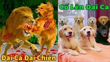 Thú Cưng TV | Trứng Vàng và Trứng Bạc #9 | Chó Golden Gâu Đần thông minh vui nhộn | Pets smart dog