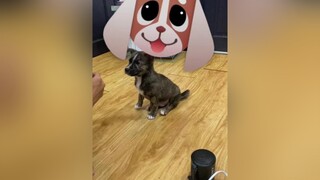 Mới 3 tháng biết tự lựa đồ ăn rồi 🤣🤣🤣dog  Tomthieunang chó_cưng