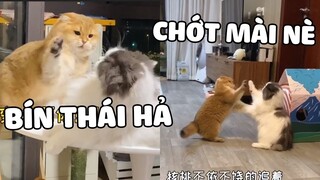 Hun lộn đối tượng, HOANG THƯỢNG thẹn quá hóa giận 🤣 | Pets TV