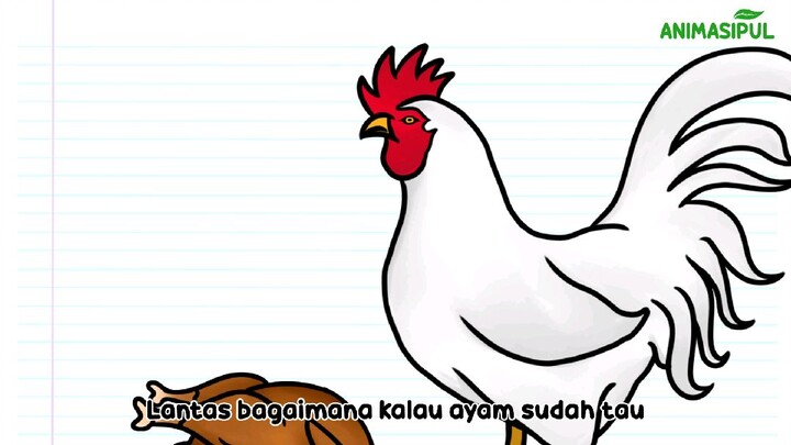 Ayam HBD! | Animasipul