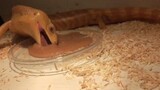 正常蜥吃果泥vs沙雕吃果泥