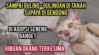 Masya Allah Anak Kucing Ini Seneng Banget Di Adopsi Setelah Sakut Di Jalanan..!