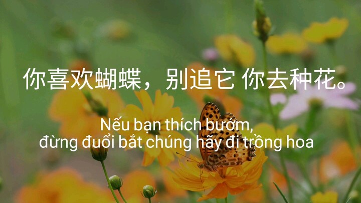 Nếu bạn thích bướm, đừng đuổi bắt chúng, hãy đi trồng hoa.