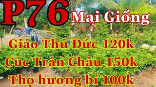 Mai vàng chơi tết p76 | 0939671734 Hào | Mai Giảo thủ đức 120k - cúc trân châu 150k thọ hương 100k