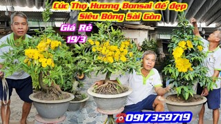 #Chợ Mai 19/3☎️0917359719👉🏻Cúc Thọ Hương bonsai đế đẹp ,Siêu Bông Sài Gòn tàng đẹp ,Giá Rẻ/Cần Thơ