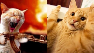 💗Aww Cute Cats #2 😻 | Funny Cats Videos Compilation 🤣 | TRY NOT TO LAUGH | Blush & Laugh | 2020