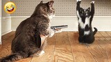 Funniest Animals Videos 😂 Best Cats and Dogs 😂 Funny Cat Videos #51
