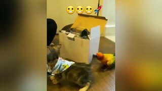 Poor cat. parrot cat cats funny funnyvideo