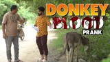| Donkey Blood Prank | By Team in | P4 Pakao | 2022