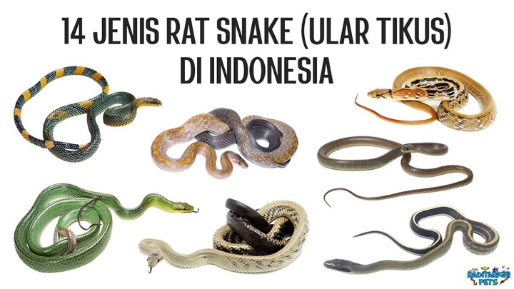 14 Jenis Ular Tikus (Rat Snakes) di Indonesia