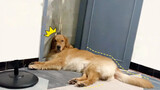 【Animal Circle】Unable to communicate with my Golden Retriever.