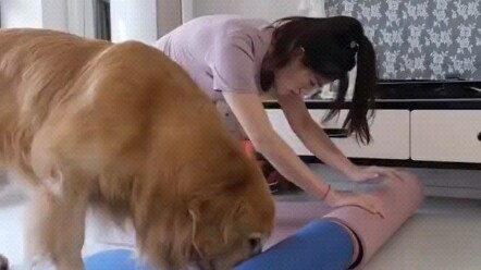 Seekor anjing Golden Retriever yang berlatih yoga bersama pemiliknya setiap hari