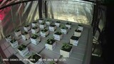 ENEA Channel - Time lapse growth of tobacco plants in hydroponic