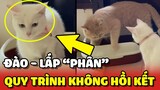Chu trình CHÔN VÀ LẤP PHÂN diễn ra KHÔNG HỒI KẾT của 2 anh em nhà mèo 😂 | Yêu Lu