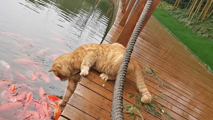 [Pecinta Kucing] Kucing yang sedang menangkap ikan