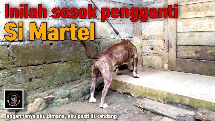 Ternak baru pengganti si martel