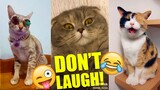 CATS Are So FUNNY You'll Laugh Your Head Off | Part 2