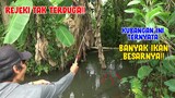 BANYAK IKAN BESAR TERJEBAK DI KUBANGAN INI!!