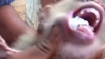 Baby monkey
