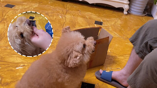 Three puppies scramble for snack food