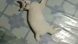 Cat playing with a mouse🤧 Kawawa naman nang daga🤣