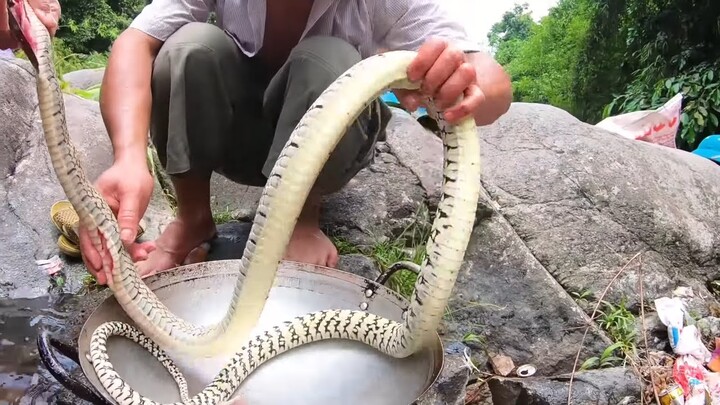 Cách làm thịt  Rắn của ngoài tự nhiên/ how to prepare Snake in the wild