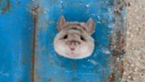 Làm thế nào để giúp một con chuột bị mắc kẹt trong đầu của nó Chuột hamster Syria phổ biến khoa học 
