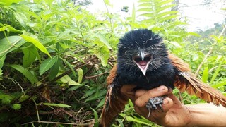 Pemilik Suara yang Bikin Merinding, dirimbunnya Alang alang!!!