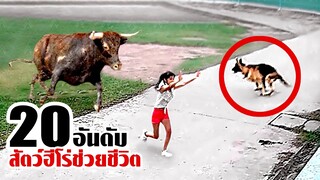 20 สัตว์ฮีโร่ที่กล้าเสี่ยงไปช่วยชีวิต! (น่าประทับใจ)