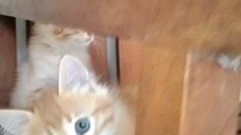 kucing lucu
