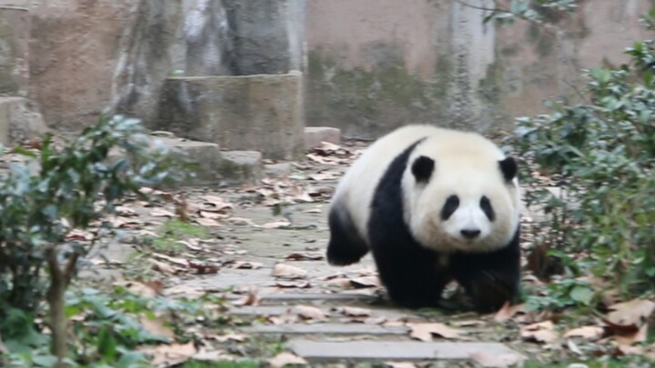 Kau dengan lucunya menyentuh hatiku [Panda He Hua]