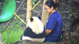 [Hewan]Imut Sekali, Bayi Panda Duduk Bersama Perawatnya