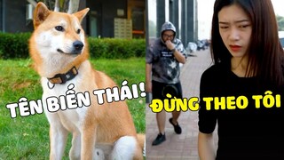 Shiba Tiểu Kỳ | TIỂU KỲ Đúng Chuẩn Soái Ca, Luôn BẢO VỆ Kẻ Yếu 😎 Gâu Đần Official