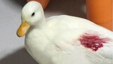 [Call Duck] Krisis Xiangcai! Si lugu menggigit dirinya sendiri hingga berdarah! Sembuh setelah seminggu!