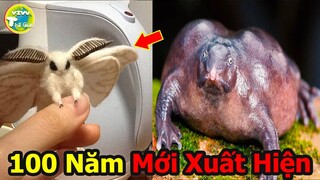 10 Loài Động Vật Kỳ Lạ Bất Ngờ Quay Trở Lại Sau Khi Bị Tuyệt Chủng Gần 100 Năm Trước |Vivu Thế Giới