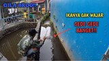 GILAA..!! Mancing Sehabis Hujan Disambar NILEM MONSTER TERUS!!