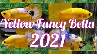 Yellow Fancy Betta Quality