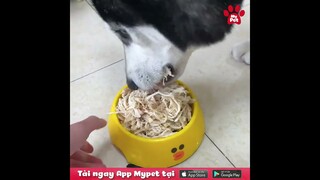 Không có so sánh thì không có đau thương (P9) | MYPET