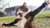 Thử Thách Cấm Cười Cực Mạnh Động Vật Hài Hước | Funniest Cats And Dogs | Funny Animals
