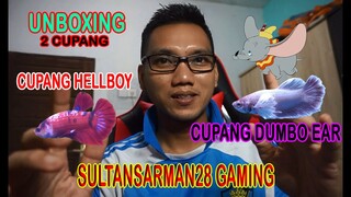 CUPANG DUMBO EAR & HELLBOY