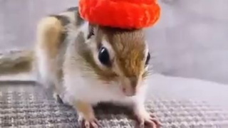 Animals Shorts Videos   Squirrel Video  Art of Animals #shortvideo #shorts #viral