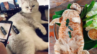 Funniest Cat Videos That Will Make You Laugh 30 Funny Cats