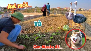 Cún Alaska Đã Không Còn - Trồng Thêm Rau Và Làm Xong Avi Mới Ghép Chim Sinh Sản / Quế Nghịch