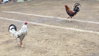 White Hackle Vs Sweater. 110k PARADA NAKASAHAN 2nd WINS 2HITS ULUTAN LUCENA VS LUSIANA #SABONG