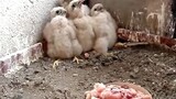 [Animals] Look At These Baby Eagles Being Fed