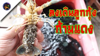 ช่วยแม่กุ้งก้ามแดงสลัดลูกกุ้งลงเดินลงกล่องขุนสไตล์korattv