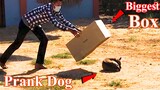 Super Big Box Vs Real Dogs Prank / Big Box Vs Prank Sleeping Dogs - Best Pranks Funny Reaction