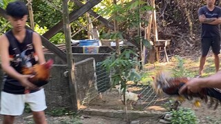 6 months old bulik (first spar)